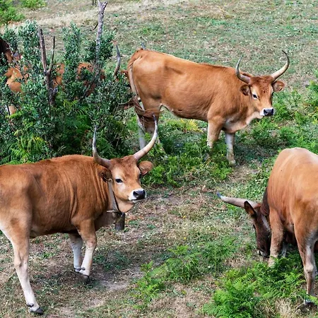 Quinta Da Tapada * Avô