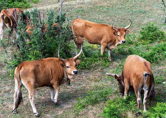 Quinta Da Tapada * Avô